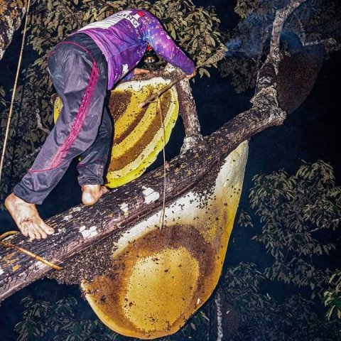 Pemanenan madu alam di desa sungai anai